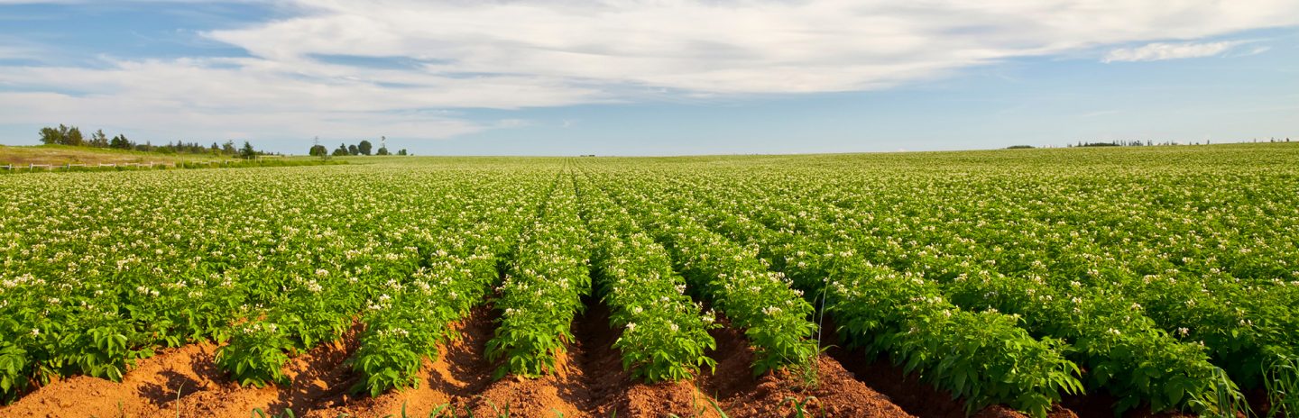 De beste kwaliteit aardappelen vers van het land bij Quik's
